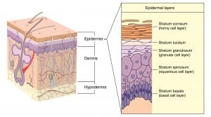 Read more about the article Objectively Assessing the Skin Barrier Function