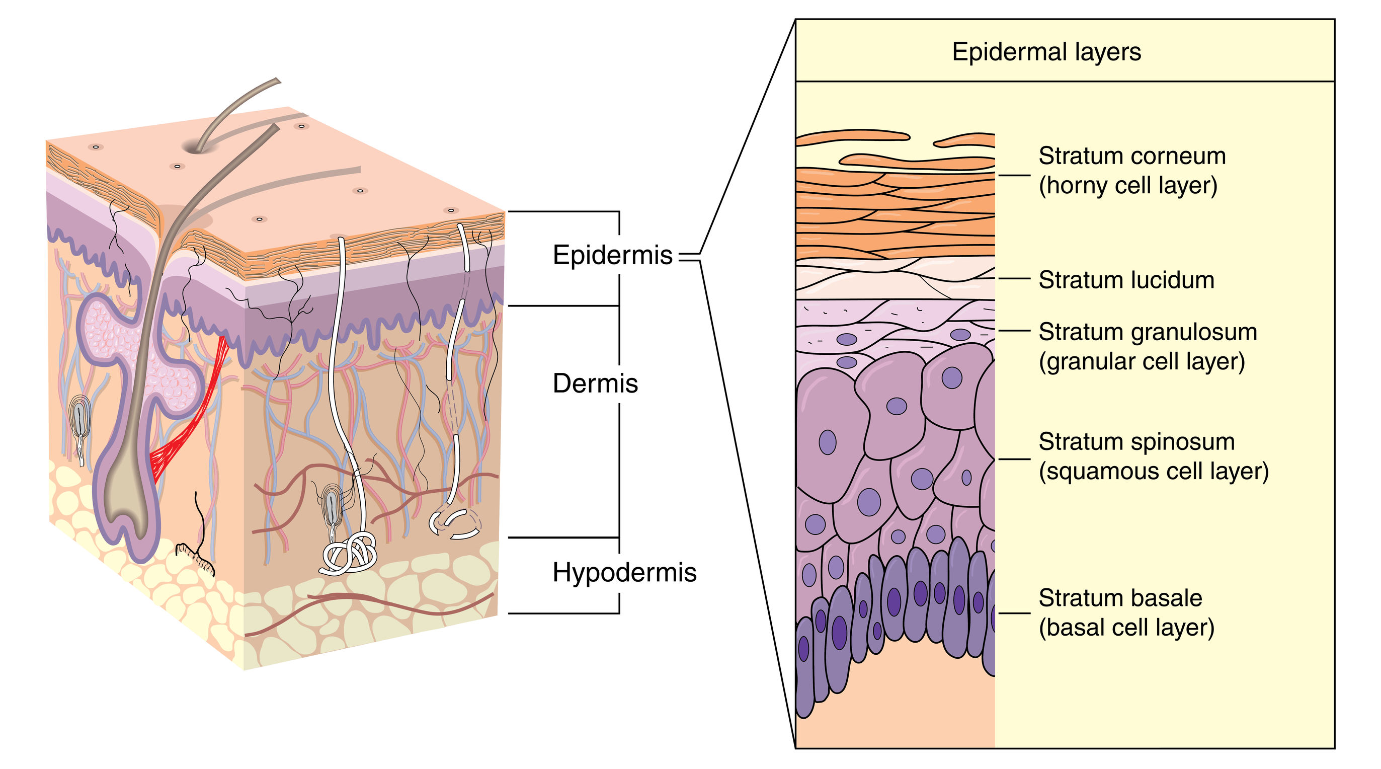 skin barrier